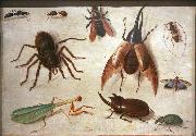 Jan Van Kessel Spiders and insects china oil painting artist
